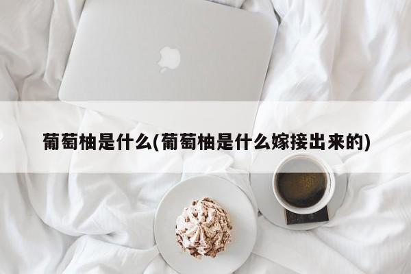 葡萄柚是什么(葡萄柚是什么嫁接出来的)