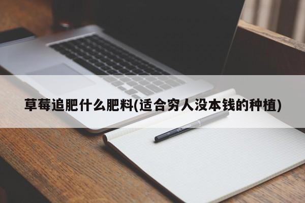 草莓追肥什么肥料(适合穷人没本钱的种植)