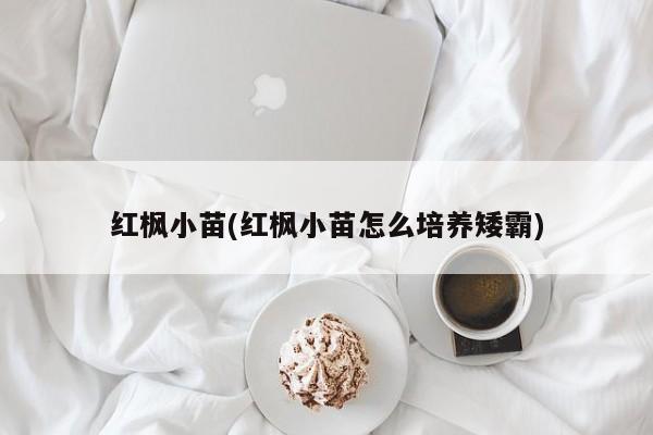 红枫小苗(红枫小苗怎么培养矮霸)