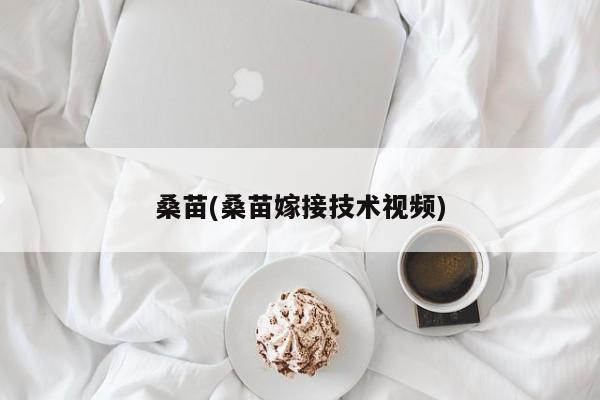 桑苗(桑苗嫁接技术视频)