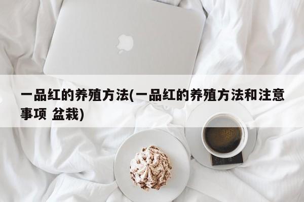 一品红的养殖方法(一品红的养殖方法和注意事项 盆栽)