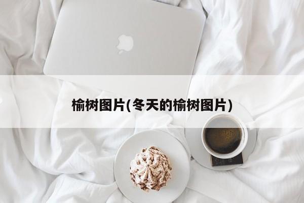 榆树图片(冬天的榆树图片)