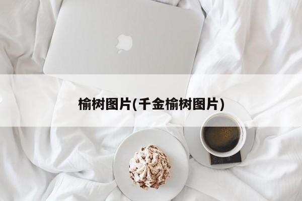 榆树图片(千金榆树图片)